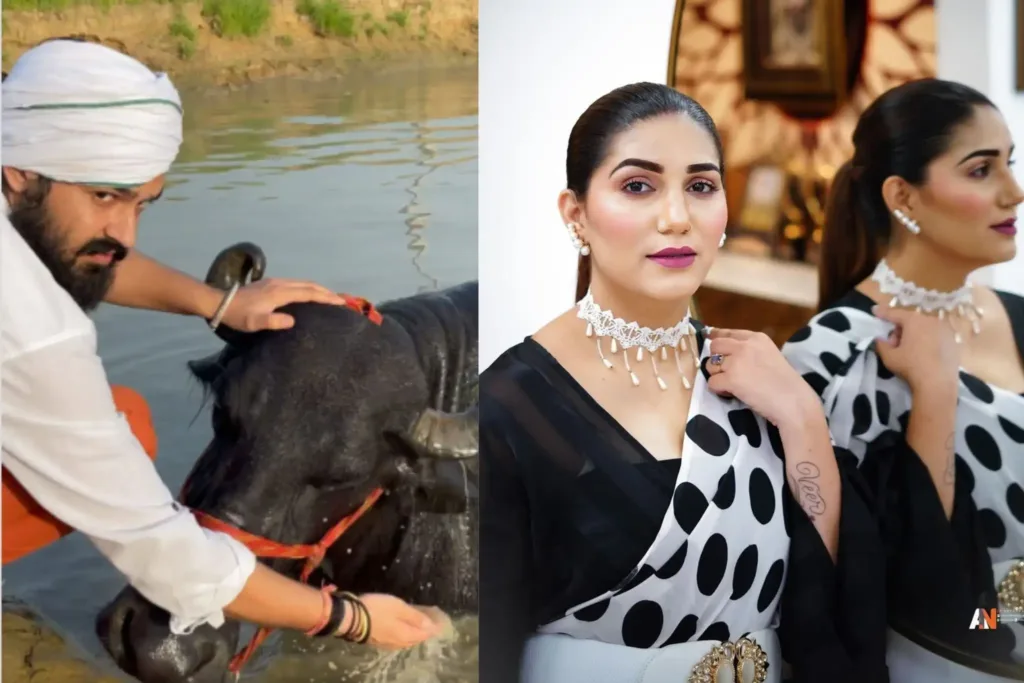 Sapna Chaudhary shares a video of husband bathing buffaloes as he calls one of them his mehbooba; Watch